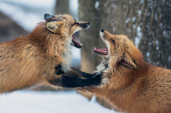 1492766053419516.png 小狼 打架.png