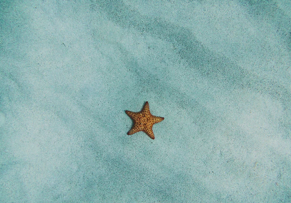 1493884433155129.png 海星.png