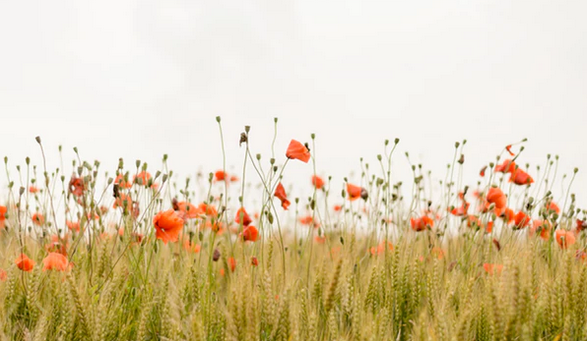 1495100134107600.png 花景色.png