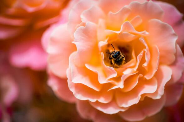 花朵 蜜蜂.jpg