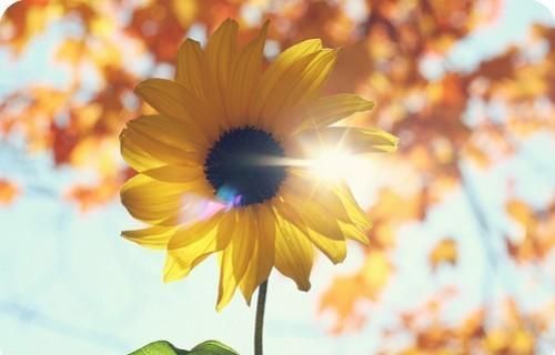 千叶莲心理诊所:咨询费用有限,怎样才能找到更好的心理咨询师?